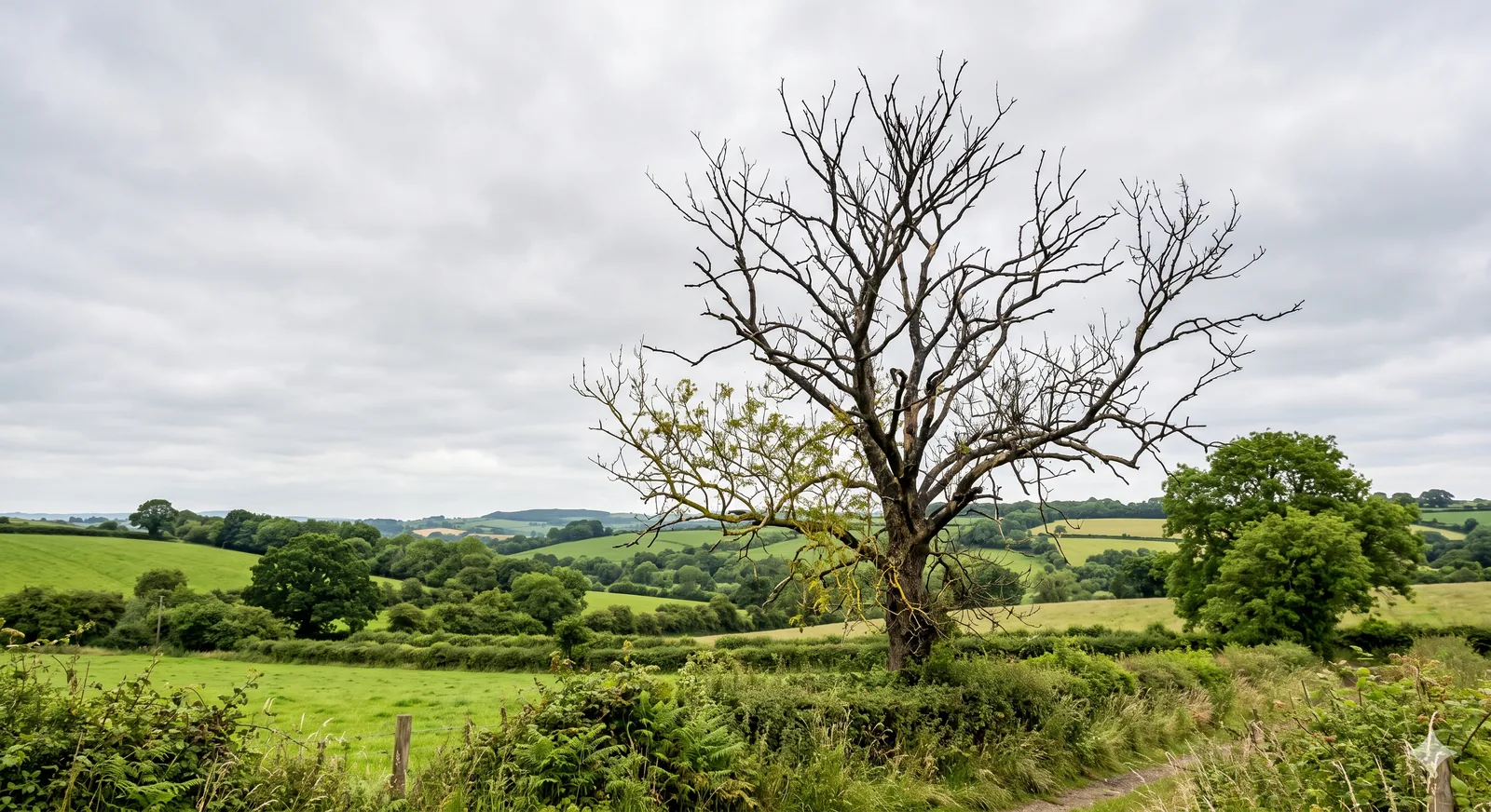 Tree Removal Cost UK: What You'll Pay in 2026